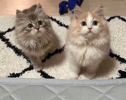 しんば&しるば
