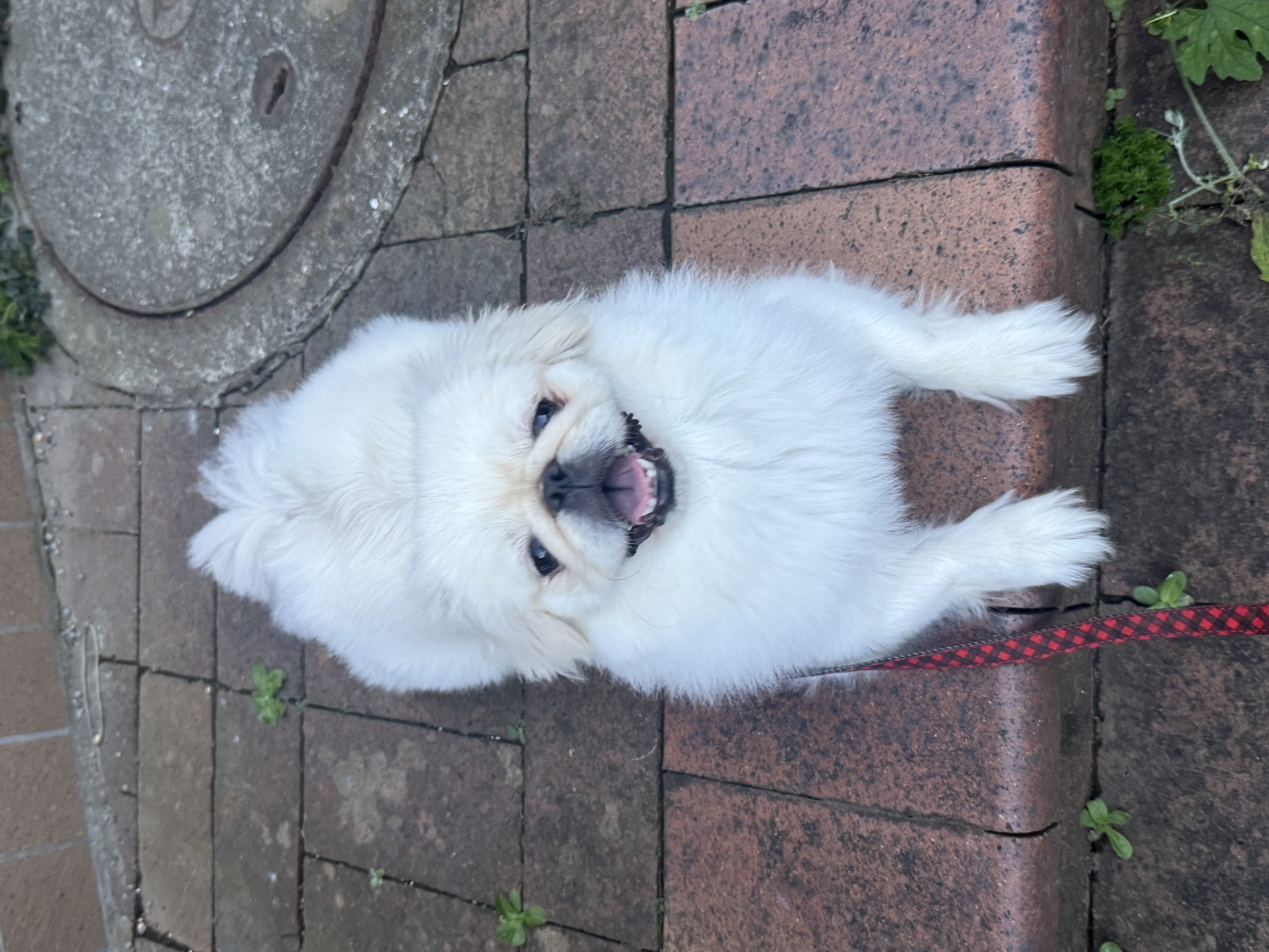 ホイップ