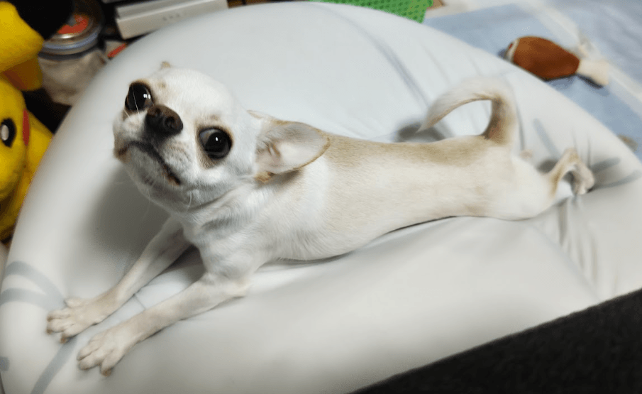 てん