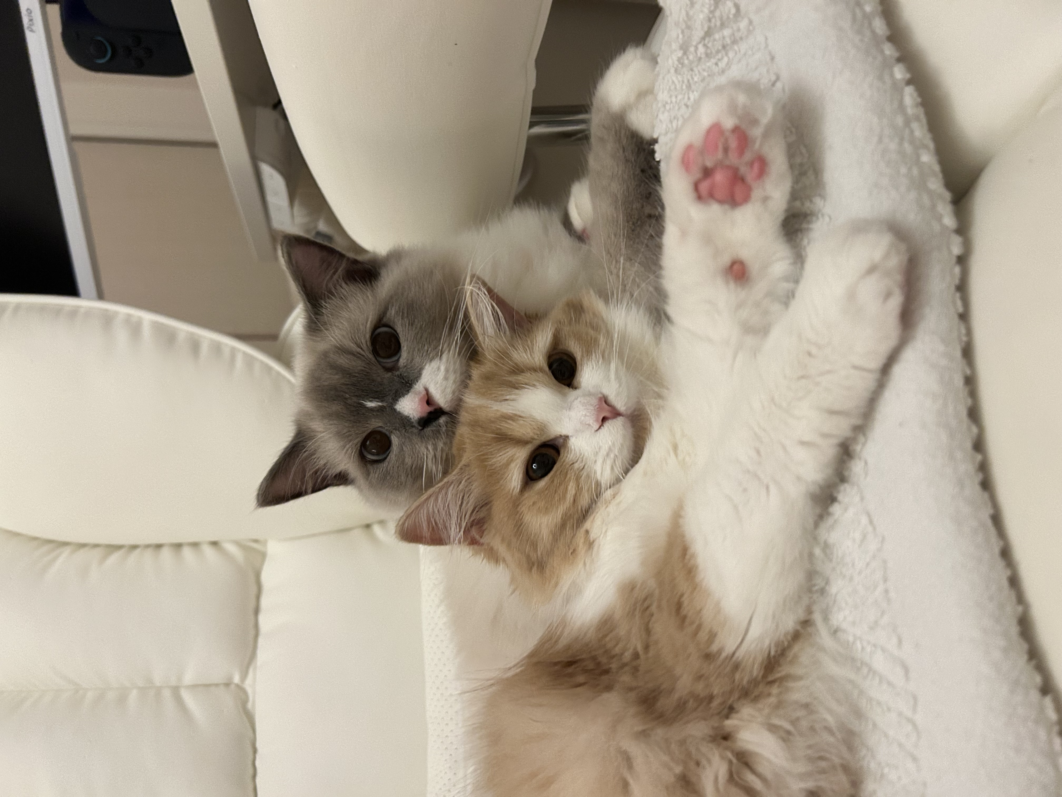 ウル&ノア